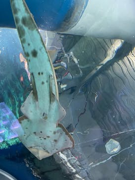 マクセル アクアパーク品川に投稿された画像（2022/4/29）