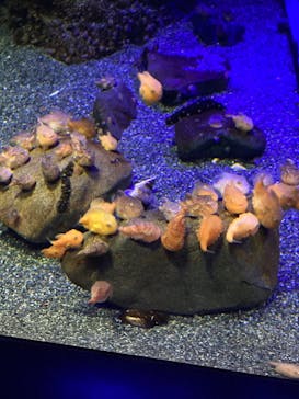 新江ノ島水族館に投稿された画像（2022/4/29）