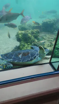 横浜・八景島シーパラダイスに投稿された画像（2022/4/29）