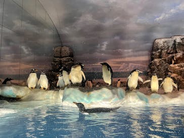 名古屋港水族館に投稿された画像（2022/4/29）