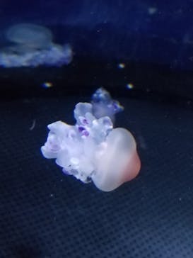 新江ノ島水族館に投稿された画像（2022/4/29）