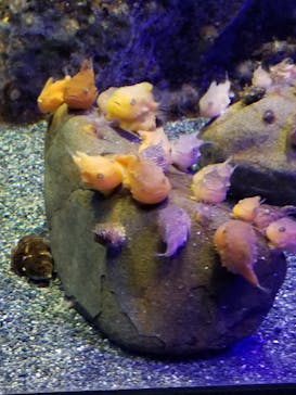 新江ノ島水族館に投稿された画像（2022/4/29）