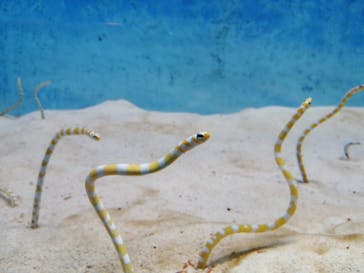 大分マリーンパレス水族館 「うみたまご」に投稿された画像（2022/4/29）
