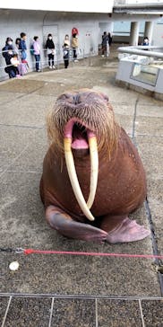 大分マリーンパレス水族館 「うみたまご」に投稿された画像（2022/4/29）