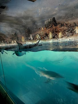 名古屋港水族館に投稿された画像（2022/4/29）