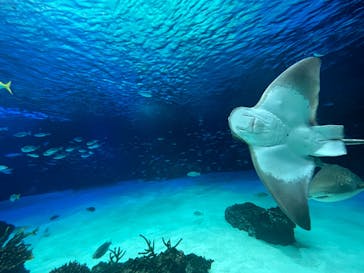 サンシャイン水族館に投稿された画像（2022/4/29）