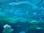 九十九島水族館海きららに投稿された画像（2022/4/29）