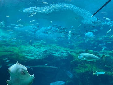 九十九島水族館海きららに投稿された画像（2022/4/29）