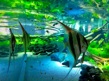 カワスイ 川崎⽔族館に投稿された画像（2022/4/29）