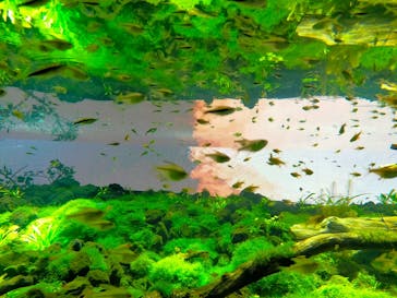 カワスイ 川崎⽔族館に投稿された画像（2022/4/29）