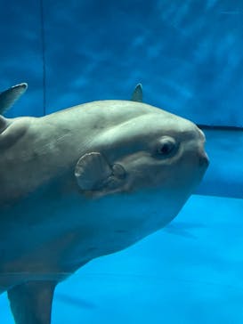 アクアワールド茨城県大洗水族館に投稿された画像（2022/4/29）