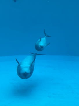 名古屋港水族館に投稿された画像（2022/4/29）