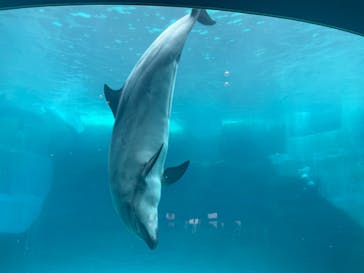 名古屋港水族館に投稿された画像（2022/4/29）