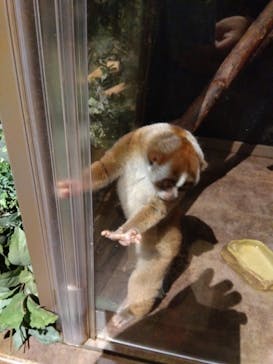 Moff animal world MARK IS みなとみらい店に投稿された画像（2022/4/29）