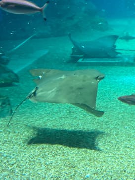 マクセル アクアパーク品川に投稿された画像（2022/4/29）