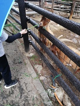 群馬サファリパークに投稿された画像（2022/4/29）