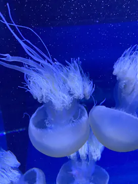 すみだ水族館に投稿された画像（2022/4/29）