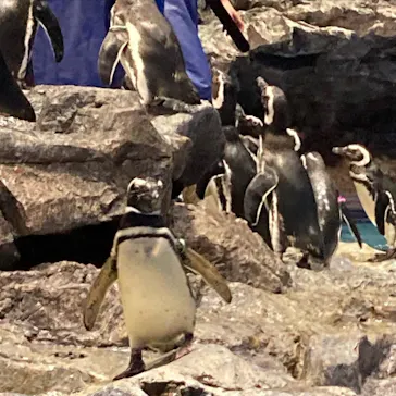 すみだ水族館に投稿された画像（2022/4/29）