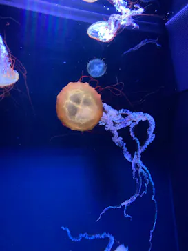 すみだ水族館に投稿された画像（2022/4/29）