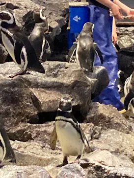 すみだ水族館に投稿された画像（2022/4/29）