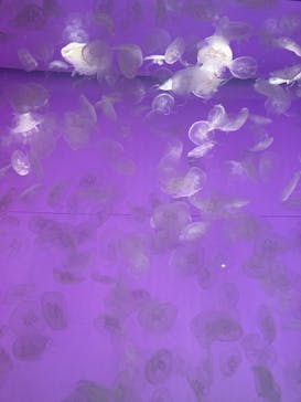 アクアワールド茨城県大洗水族館に投稿された画像（2022/4/29）