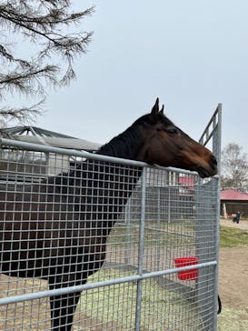 ノーザンホースパークに投稿された画像（2022/4/29）