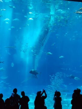 沖縄美ら海水族館に投稿された画像（2022/4/29）