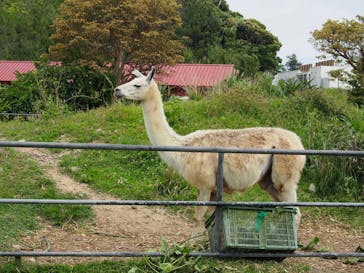 ネオパークオキナワに投稿された画像（2022/4/29）