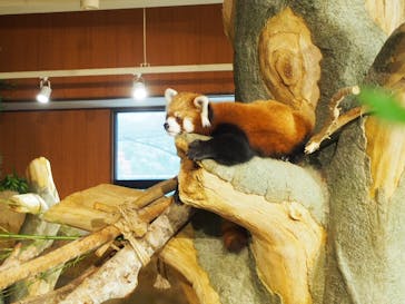 ネオパークオキナワに投稿された画像（2022/4/29）