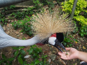 ネオパークオキナワに投稿された画像（2022/4/29）