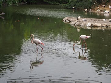 ネオパークオキナワに投稿された画像（2022/4/29）