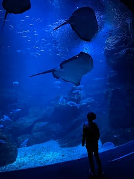 京都鉄道博物館×京都水族館に投稿された画像（2022/4/29）