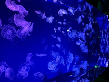 名古屋港水族館に投稿された画像（2022/4/29）