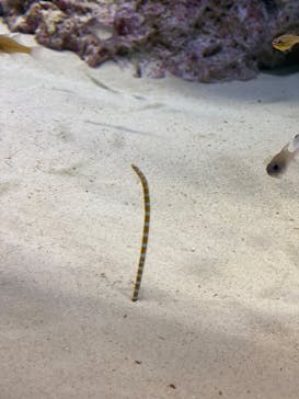アクアワールド茨城県大洗水族館に投稿された画像（2022/4/29）
