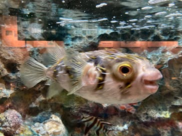 しながわ水族館に投稿された画像（2022/4/29）