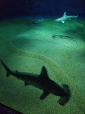 アクアワールド茨城県大洗水族館に投稿された画像（2022/4/29）