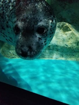 アクアワールド茨城県大洗水族館に投稿された画像（2022/4/29）