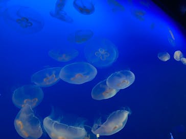 新江ノ島水族館に投稿された画像（2022/4/29）