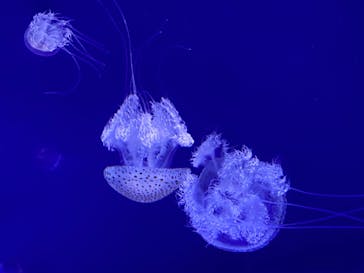 新江ノ島水族館に投稿された画像（2022/4/29）