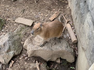 伊豆シャボテン動物公園に投稿された画像（2022/4/29）