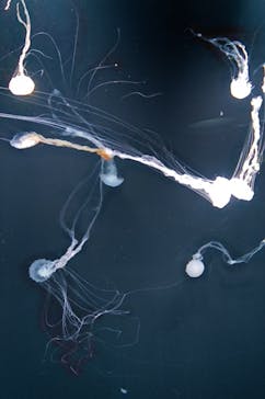 サンシャイン水族館に投稿された画像（2022/4/29）