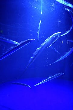 サンシャイン水族館に投稿された画像（2022/4/29）
