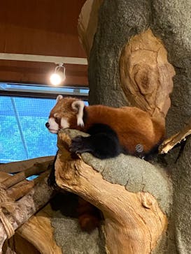 ネオパークオキナワに投稿された画像（2022/4/29）