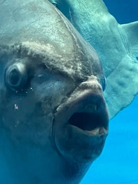 アクアワールド茨城県大洗水族館に投稿された画像（2022/4/29）