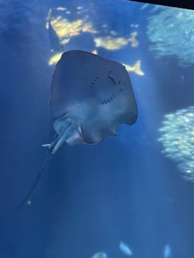 アクアワールド茨城県大洗水族館に投稿された画像（2022/4/29）