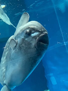 アクアワールド茨城県大洗水族館に投稿された画像（2022/4/29）