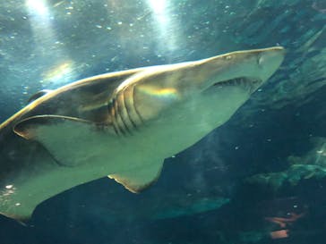 アクアワールド茨城県大洗水族館に投稿された画像（2022/4/29）
