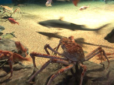 アクアワールド茨城県大洗水族館に投稿された画像（2022/4/29）