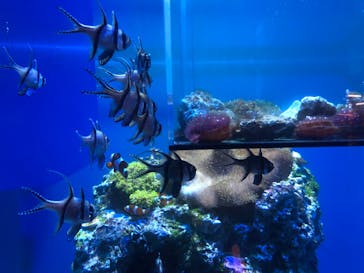 アクアワールド茨城県大洗水族館に投稿された画像（2022/4/29）