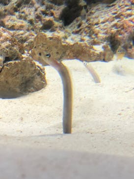 アクアワールド茨城県大洗水族館に投稿された画像（2022/4/29）
